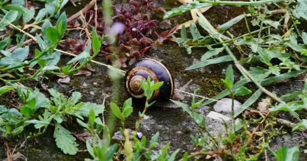 Lite snail in grass 4k — стоковое видео