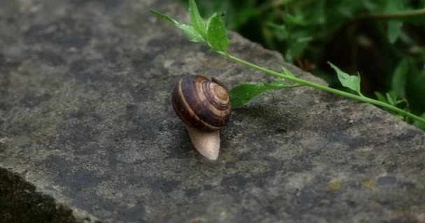 Escargot léger dans l'herbe 4k — Video