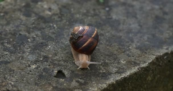 Lite snail in grass 4k — Stock Video