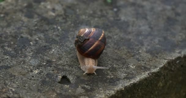 Caracol liviano en hierba 4k — Vídeos de Stock