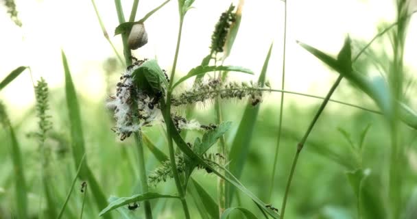 Τα μυρμήγκια και οι αφίδες closeup στο φυτό 4k — Αρχείο Βίντεο