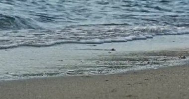 Beach 4k güzel dalgalar