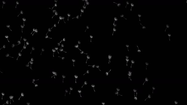 graines pissenlit voler dans l'espace 4k 