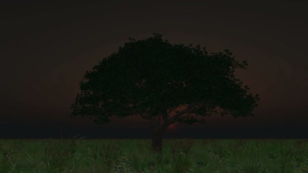 Дерево восхода солнца 4k — стоковое видео