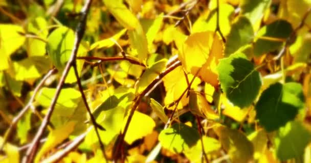 Hojas de otoño en árbol luz del sol 4k — Vídeo de stock