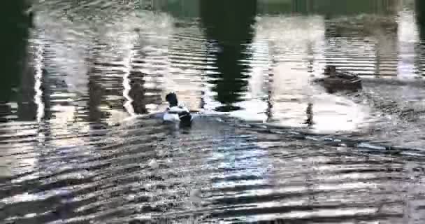 Утки в озере 4k — стоковое видео