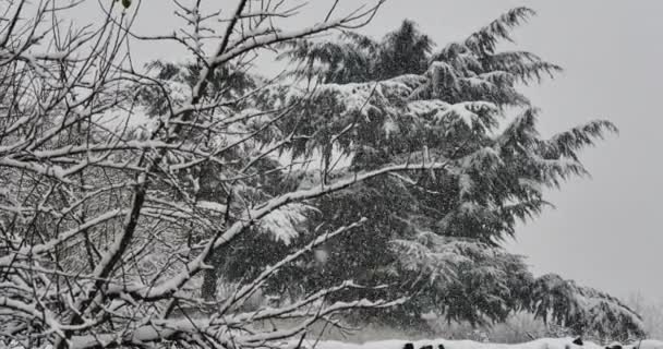 Χιόνι πέφτει στο δέντρο 4k — Αρχείο Βίντεο