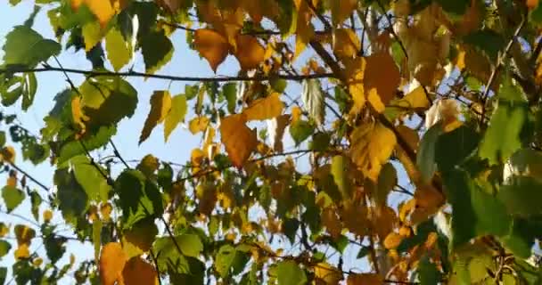Herfstbladeren in boom zonlicht 4k — Stockvideo