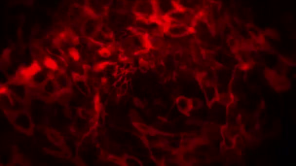 Vloeibare abstracte rood 4k — Stockvideo