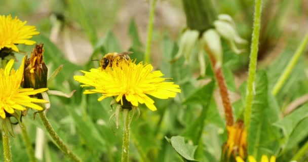 Бджола на жовтих квітах 4k — стокове відео