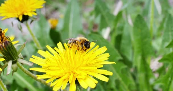 Bi på gula blommor 4k — Stockvideo