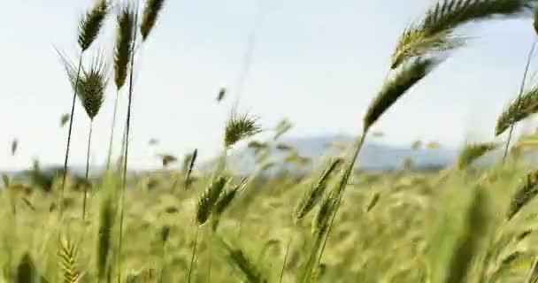 Zielona trawa w 4k — Wideo stockowe