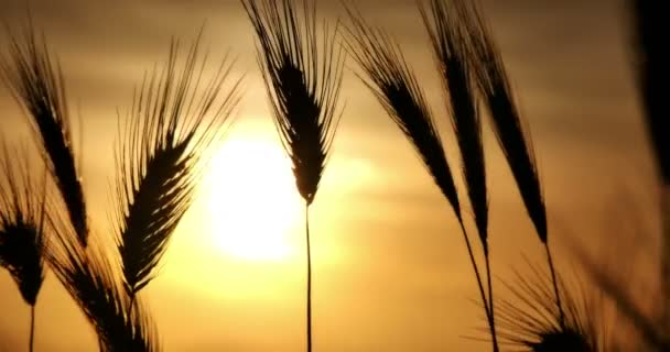 Hierba verde puesta del sol 4k — Vídeos de Stock