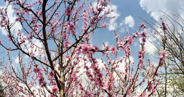 Våren träd blommor blomma 4k — Stockvideo