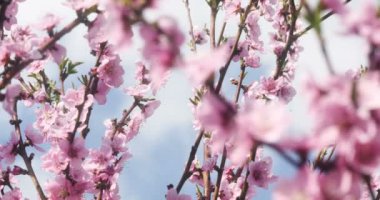 Bahar ağacı çiçek blossom 4k