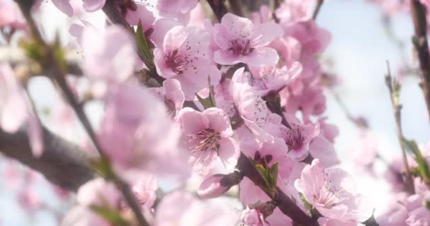 Flores de árbol de primavera florecen 4k — Vídeo de stock