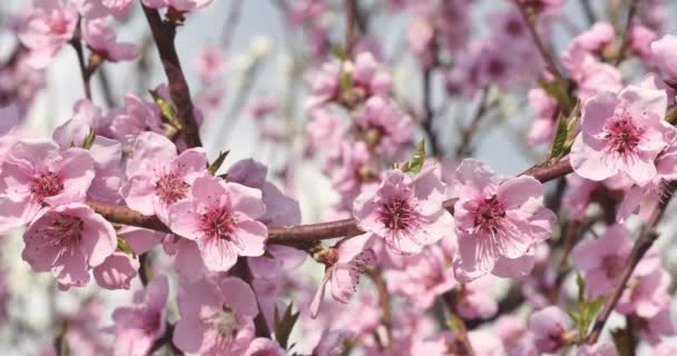 Άνοιξη δέντρο λουλούδια ανθίζουν 4k — Αρχείο Βίντεο