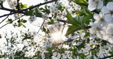Bahar ağacı çiçek blossom 4k