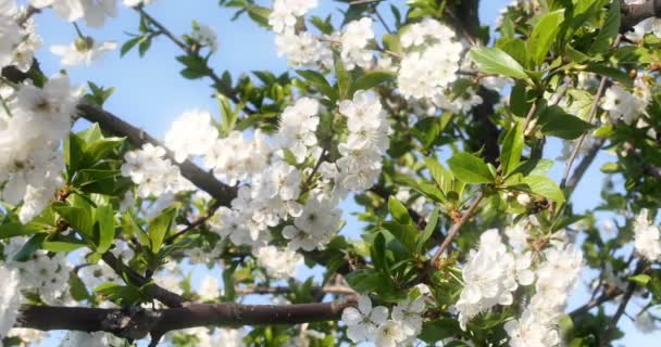 Flores de árbol de primavera florecen 4k — Vídeo de stock