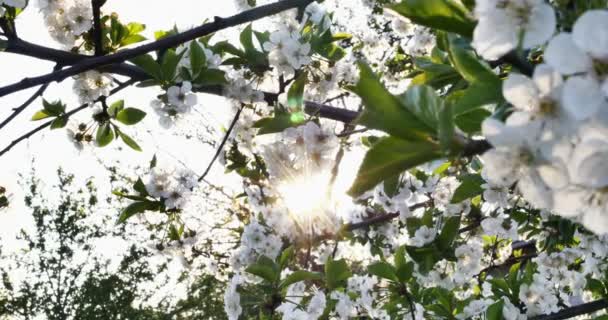 Frühling Baum Blumen blühen 4k — Stockvideo