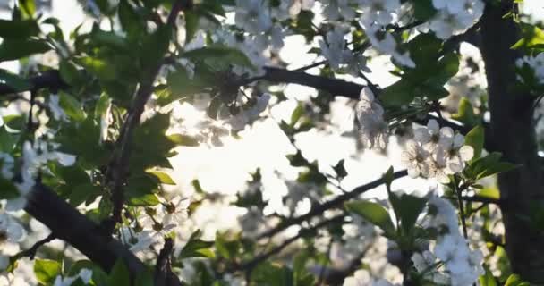 Άνοιξη δέντρο λουλούδια ανθίζουν 4k — Αρχείο Βίντεο