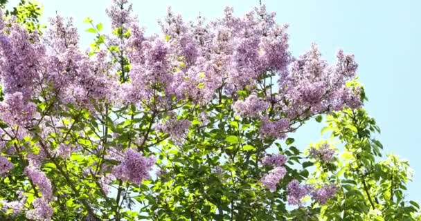 Άνοιξη δέντρο λουλούδια ανθίζουν 4k — Αρχείο Βίντεο