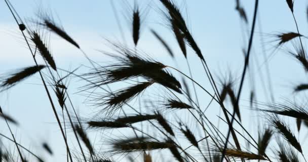 Gras auf der Wiese 4k — Stockvideo