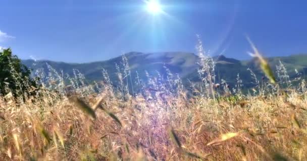 Трава на лузі 4k — стокове відео