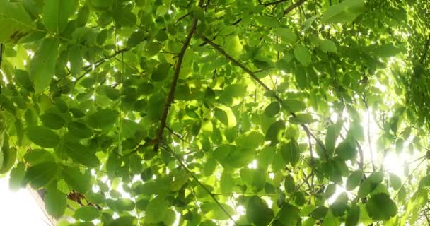 Feuilles dans l'arbre 4k — Video