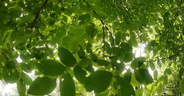 Blätter im Baum 4k — Stockvideo