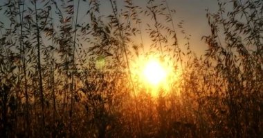 gün batımı çim sun ray 4k