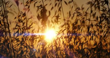 gün batımı çim sun ray 4k