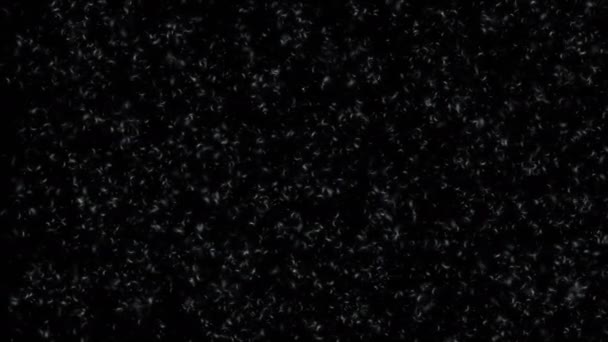 蒲公英的种子飞 4 k — 图库视频影像