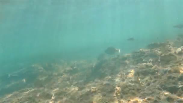 Poissons sous-marins natation 4k — Video