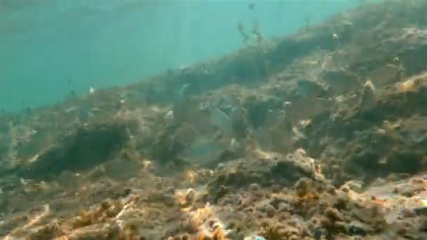 Underwater sea fish swimming 4k — Stock Video