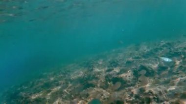 4 k Yüzme sualtı Deniz balığı