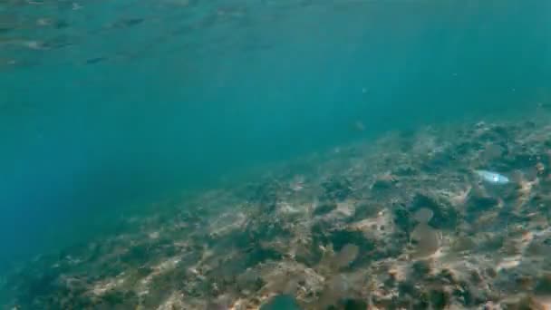 Peces marinos bajo el agua nadando 4k — Vídeos de Stock