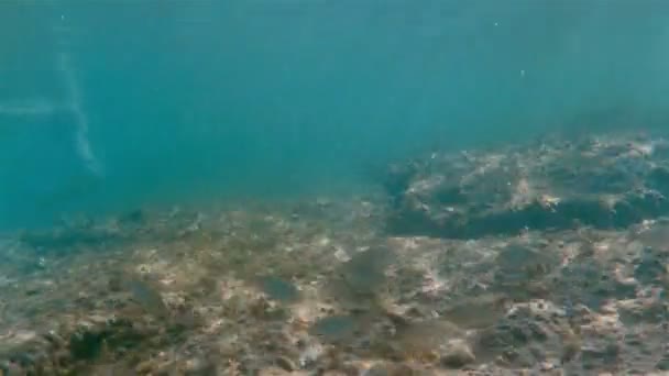 Ryby morskie podwodne pływanie 4k — Wideo stockowe