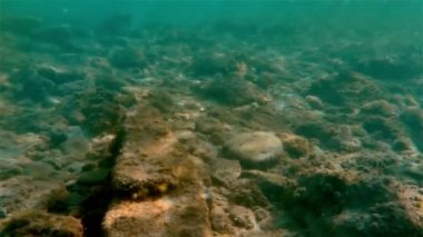 4 k Yüzme sualtı Deniz balığı