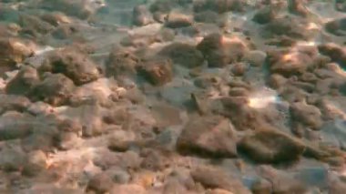 4 k Yüzme sualtı Deniz balığı