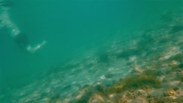 nageurs sous-marins en 4k 