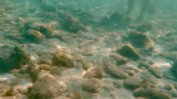在 4k 的海底游泳 — 图库视频影像