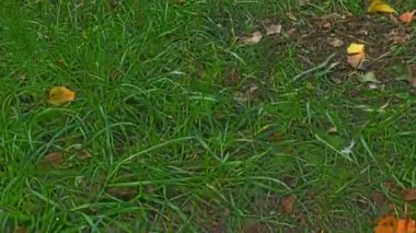 4 k çayırda hareket