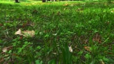 4 k çayırda hareket