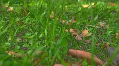 4 k çayırda hareket