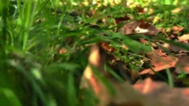 4 k çayırda hareket