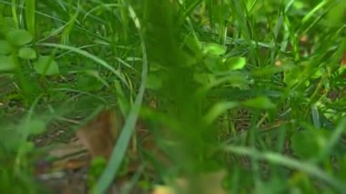 4 k çayırda hareket