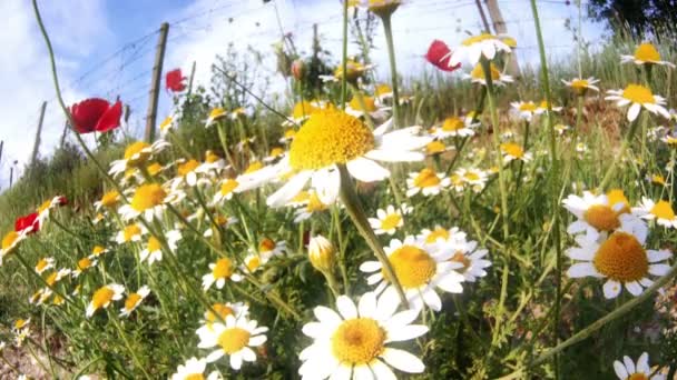 Chamomile in meadow 4k — Stock Video