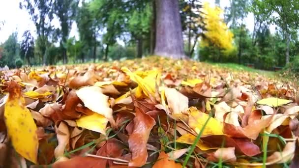 Pohybující se přes louku podzim — Stock video