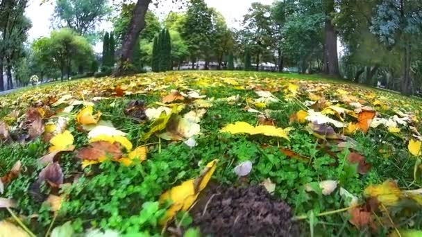 Muoversi in autunno prato — Video Stock